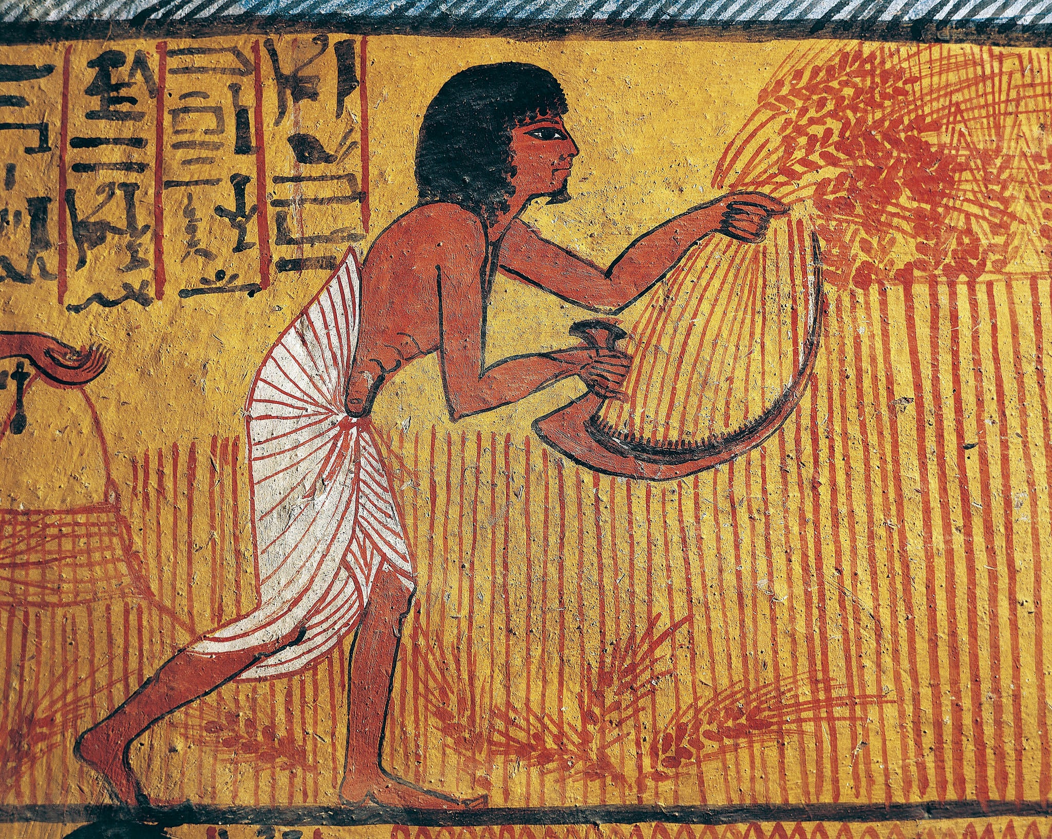grain harvest photo