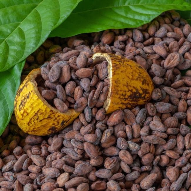 cocoa beans as money