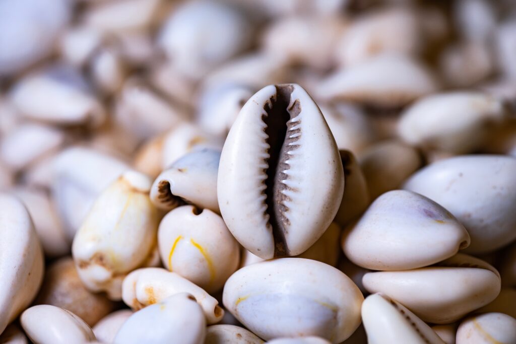 cowrie shells as money
