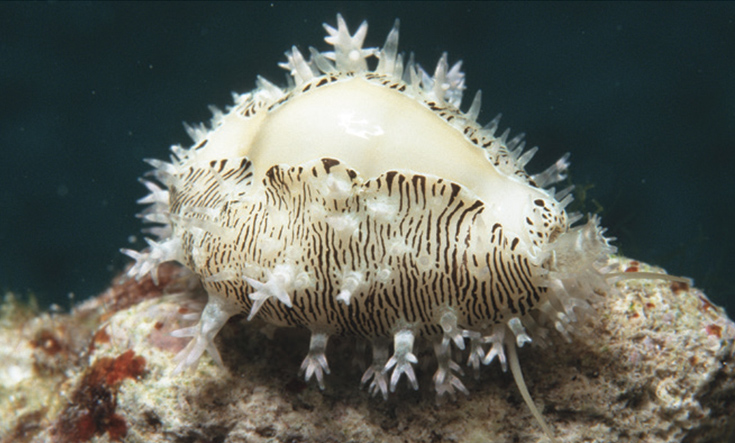 money cowry cowrie ancient shell money