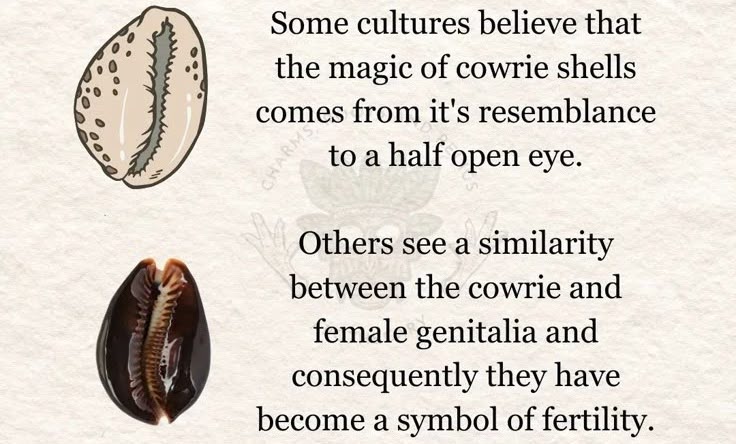 history of cowrie shell money