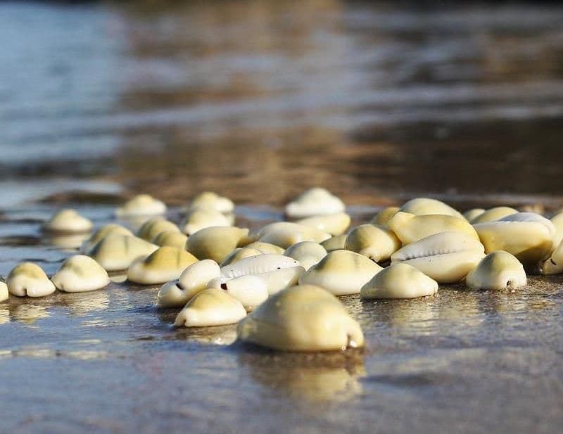 ancient commodity money cowrie shells