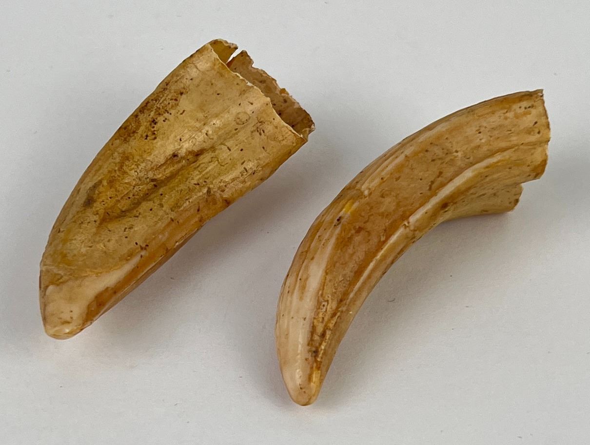 whale teeth as money